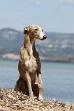 WHIPPET 035